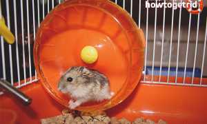 Джунгарские хомяки — особенности ухода и содержания