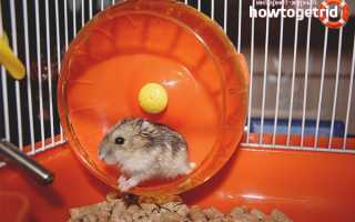 Джунгарские хомяки — особенности ухода и содержания