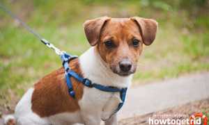 Джек-рассел-терьер — описание породы и характер собаки