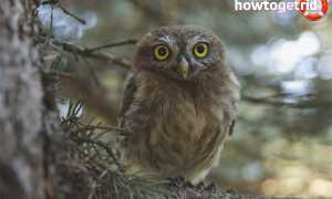 Домовый сыч — описание, среда обитания, интересные факты