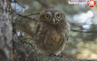Домовый сыч — описание, среда обитания, интересные факты